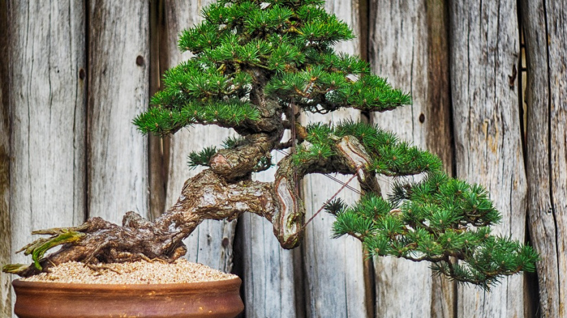 Image for Bonsai Beginner Workshop