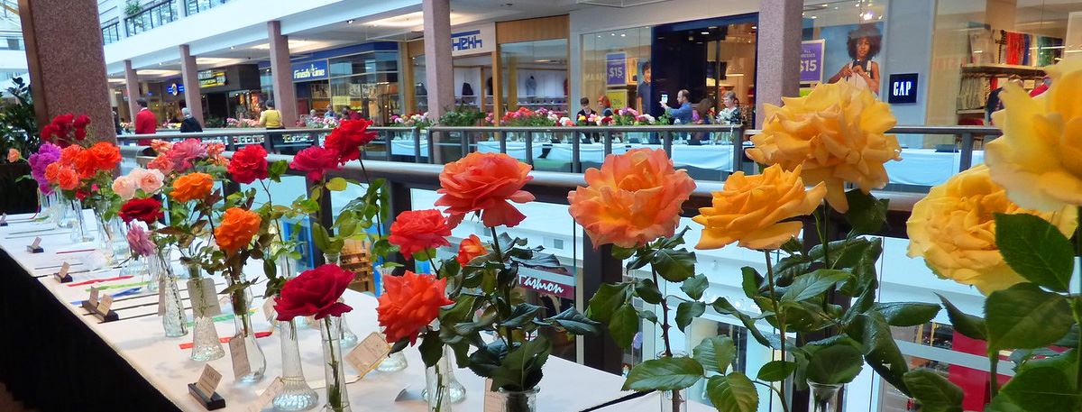 Image for Spring Rose Show