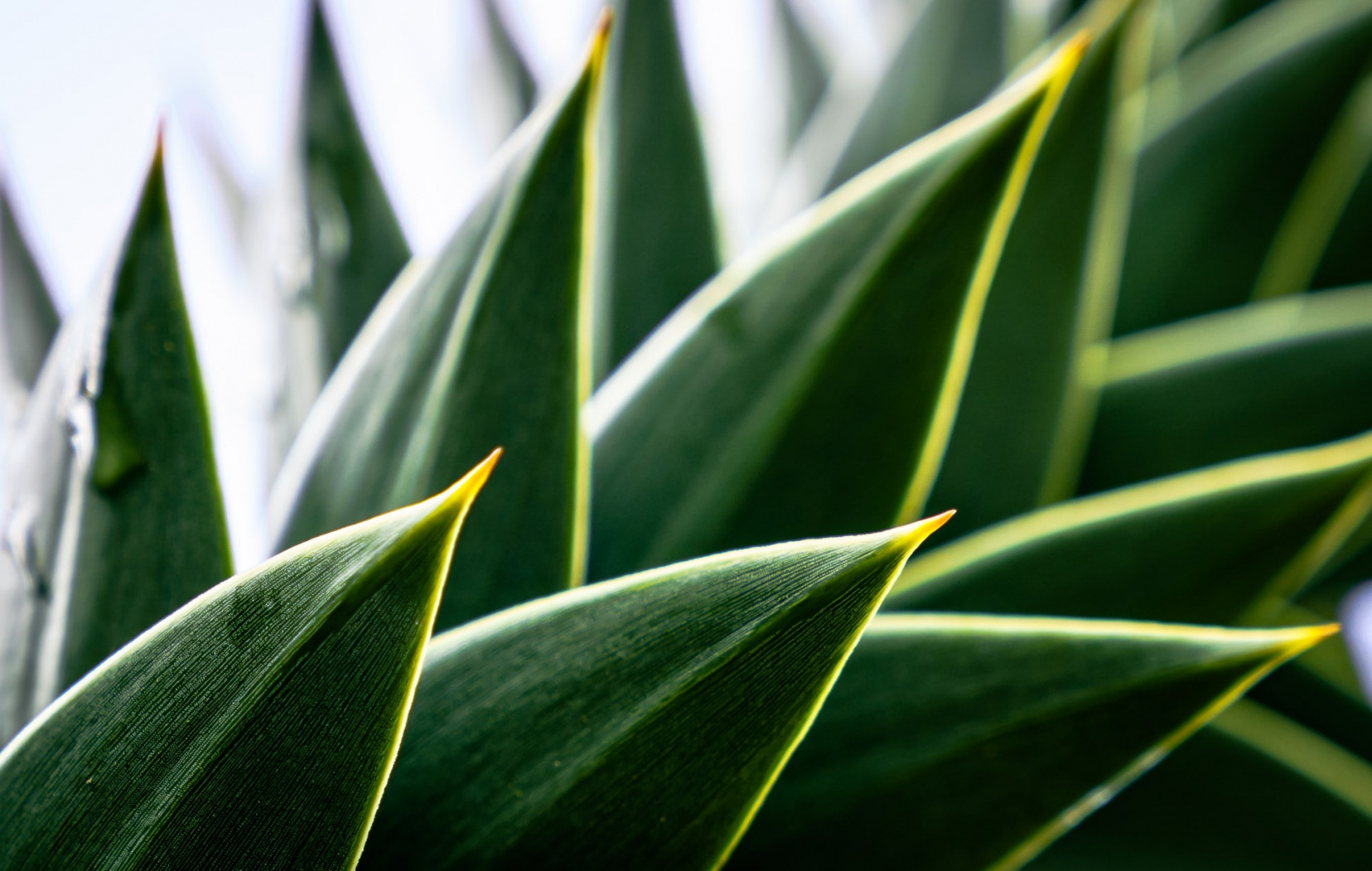 Image for Tasting the Tropics