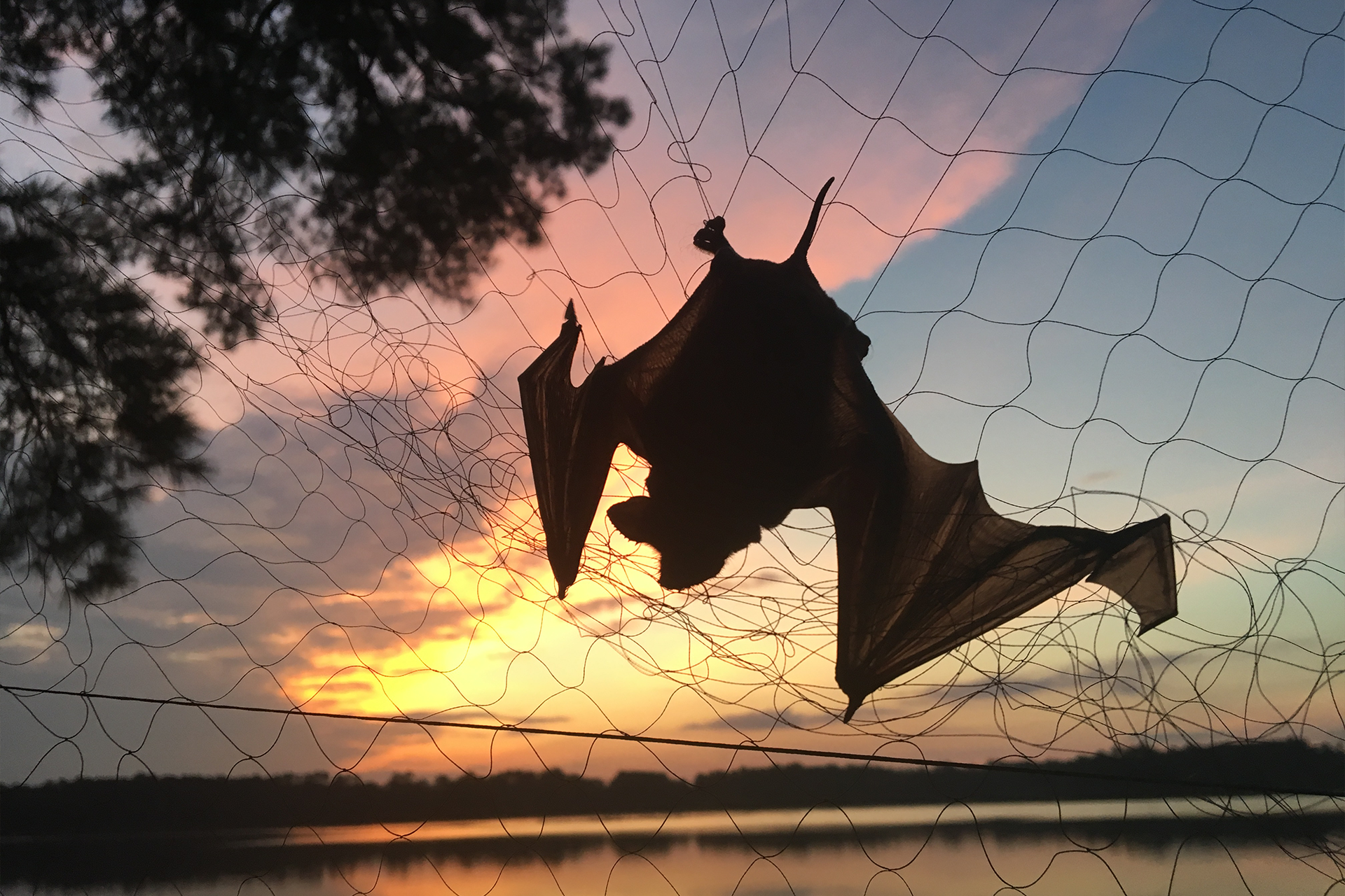 Image for Fun Friday: Backyard Bats