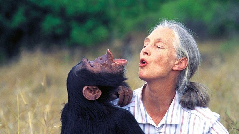 Image for An Evening with Jane Goodall