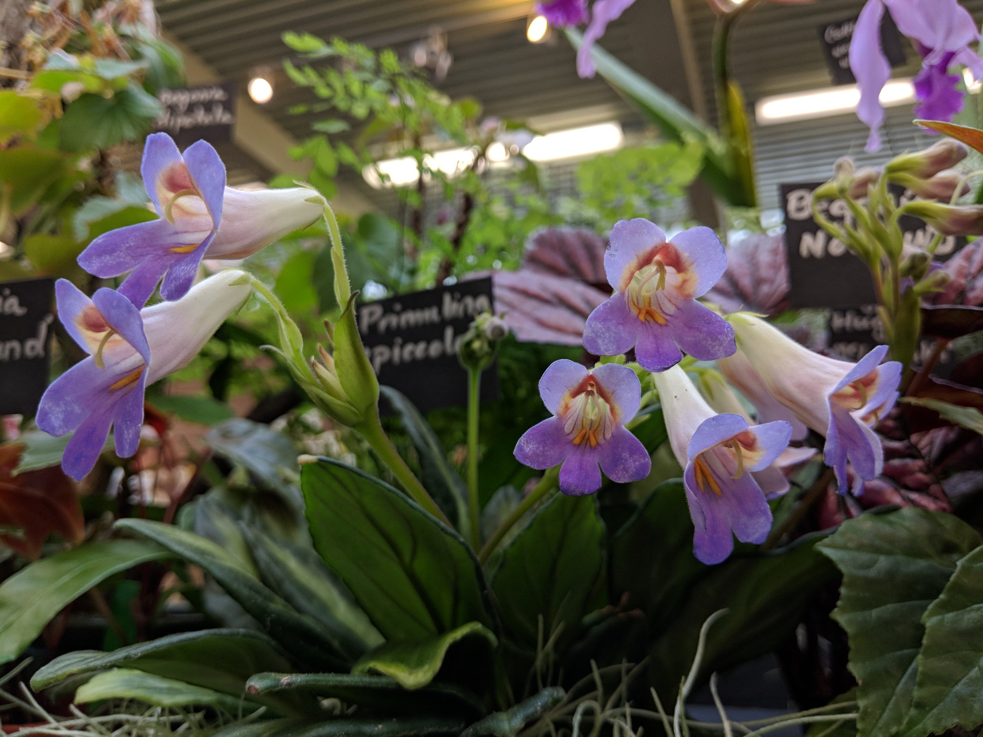 Image for Orchids in The Park