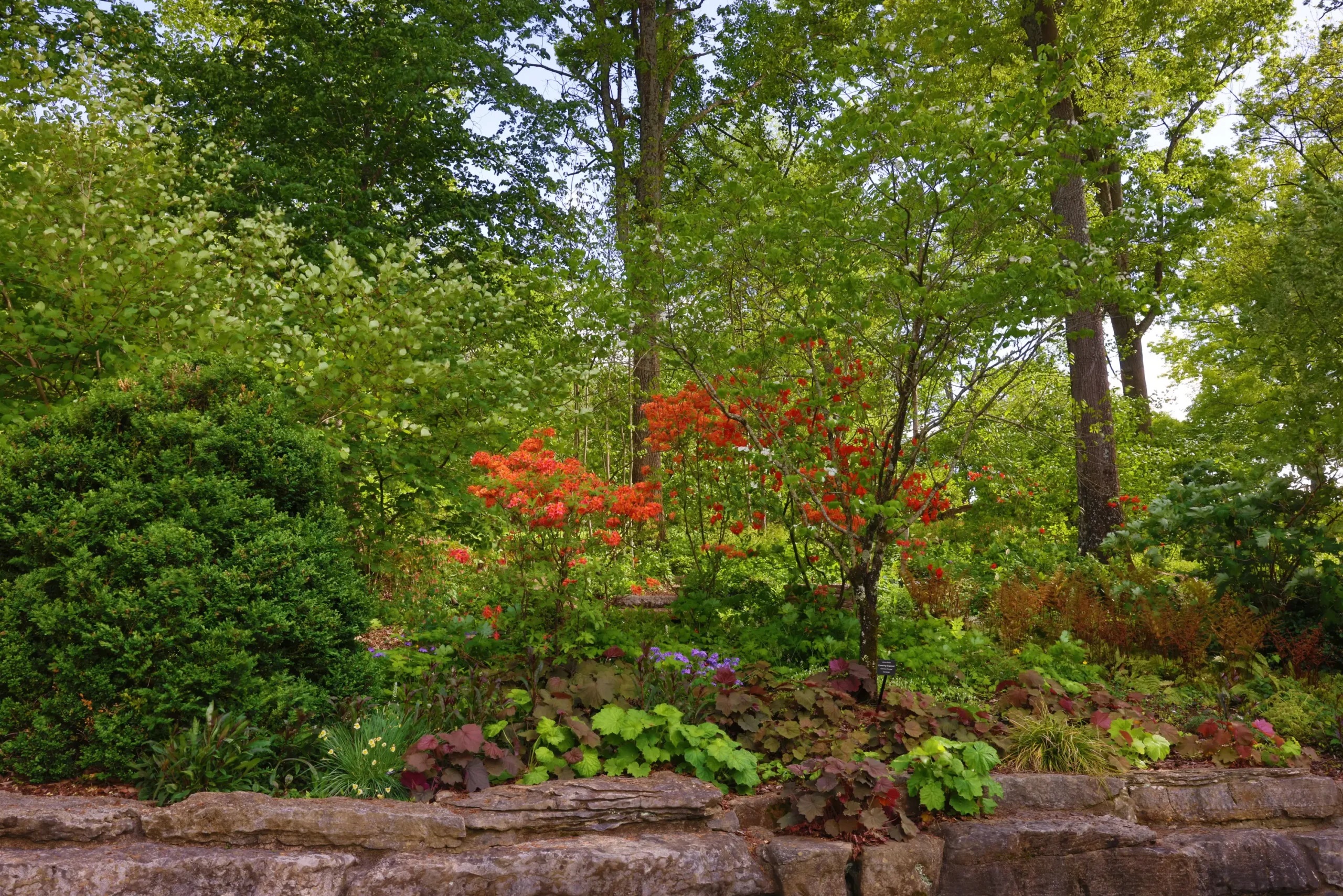 Image for Shade Tolerant Plants