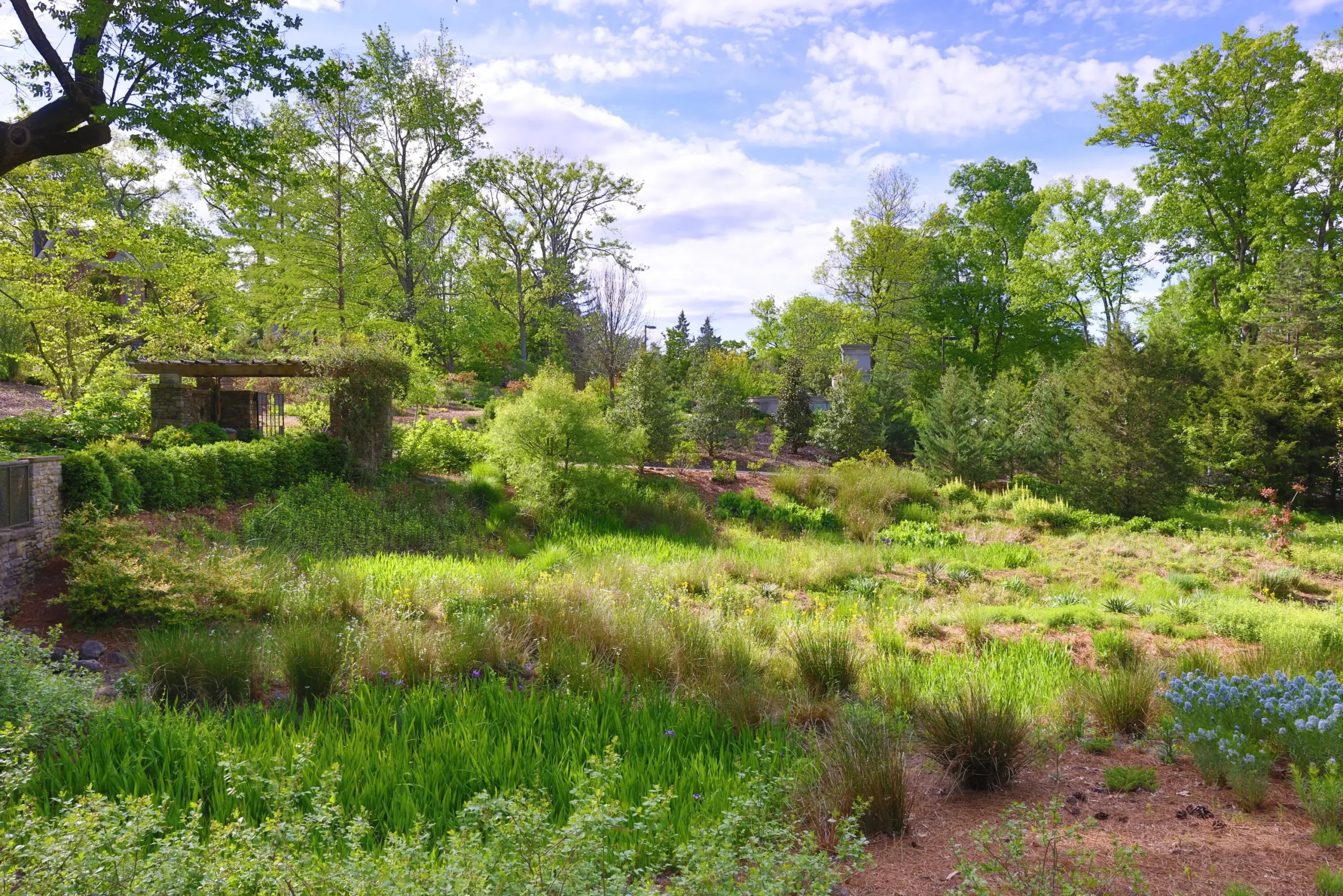 Image for Starting Lawn Alternatives: Pocket Prairies and Rain Gardens