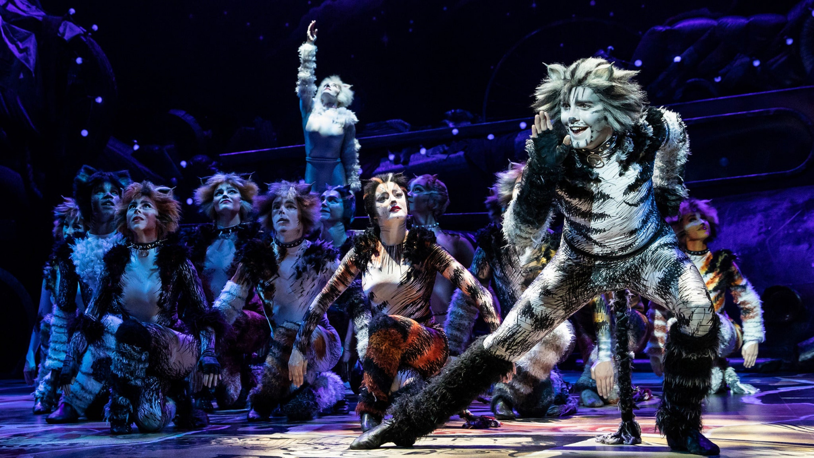 Image for Cats