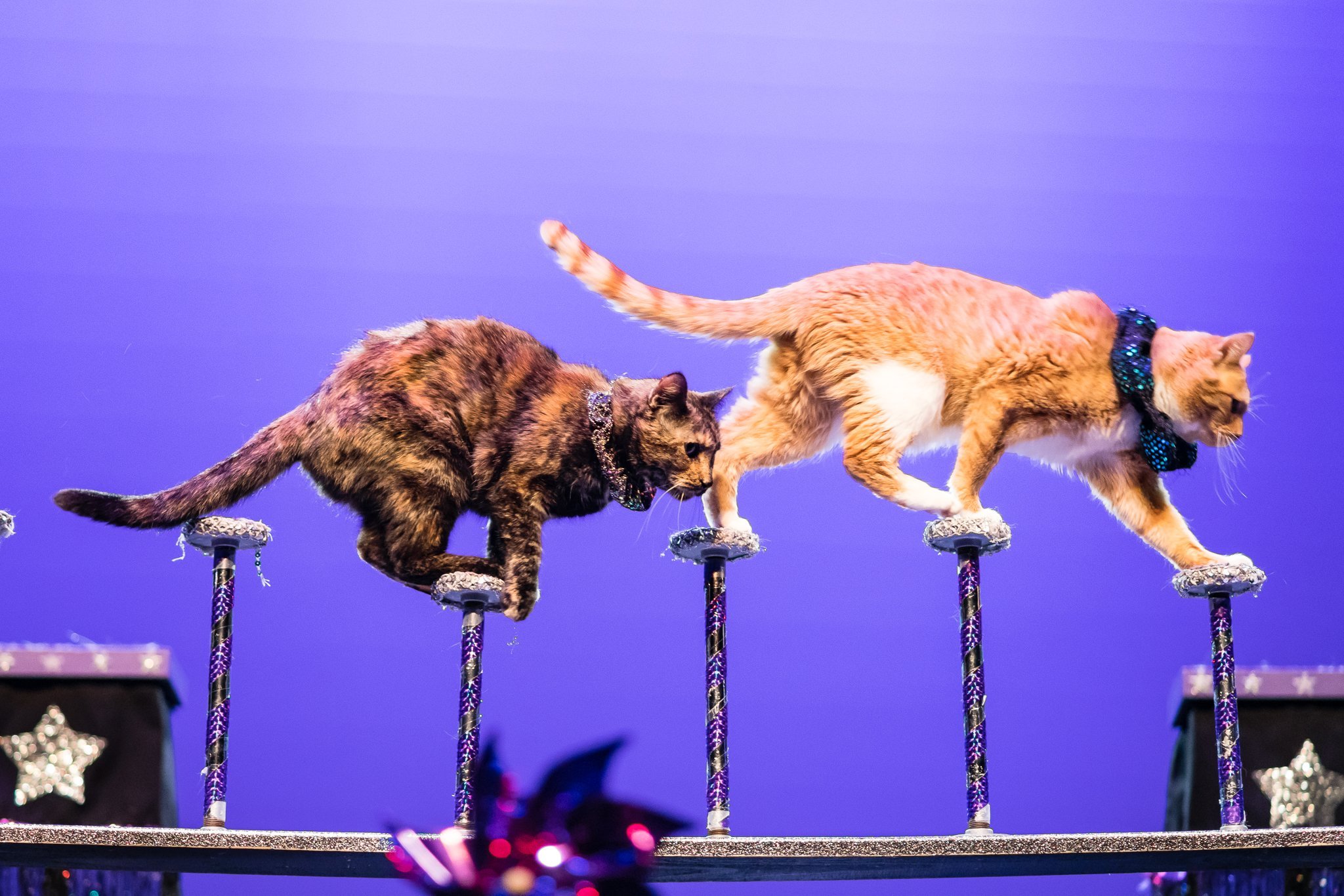 Image for The Amazing Acro-Cats