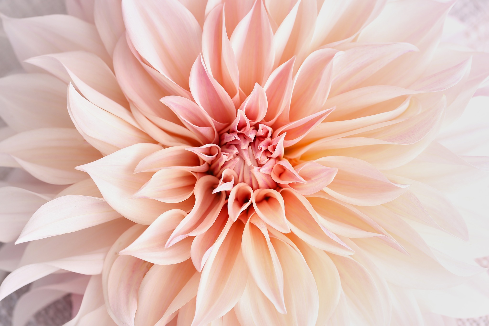 Image for Fleurs impudiques