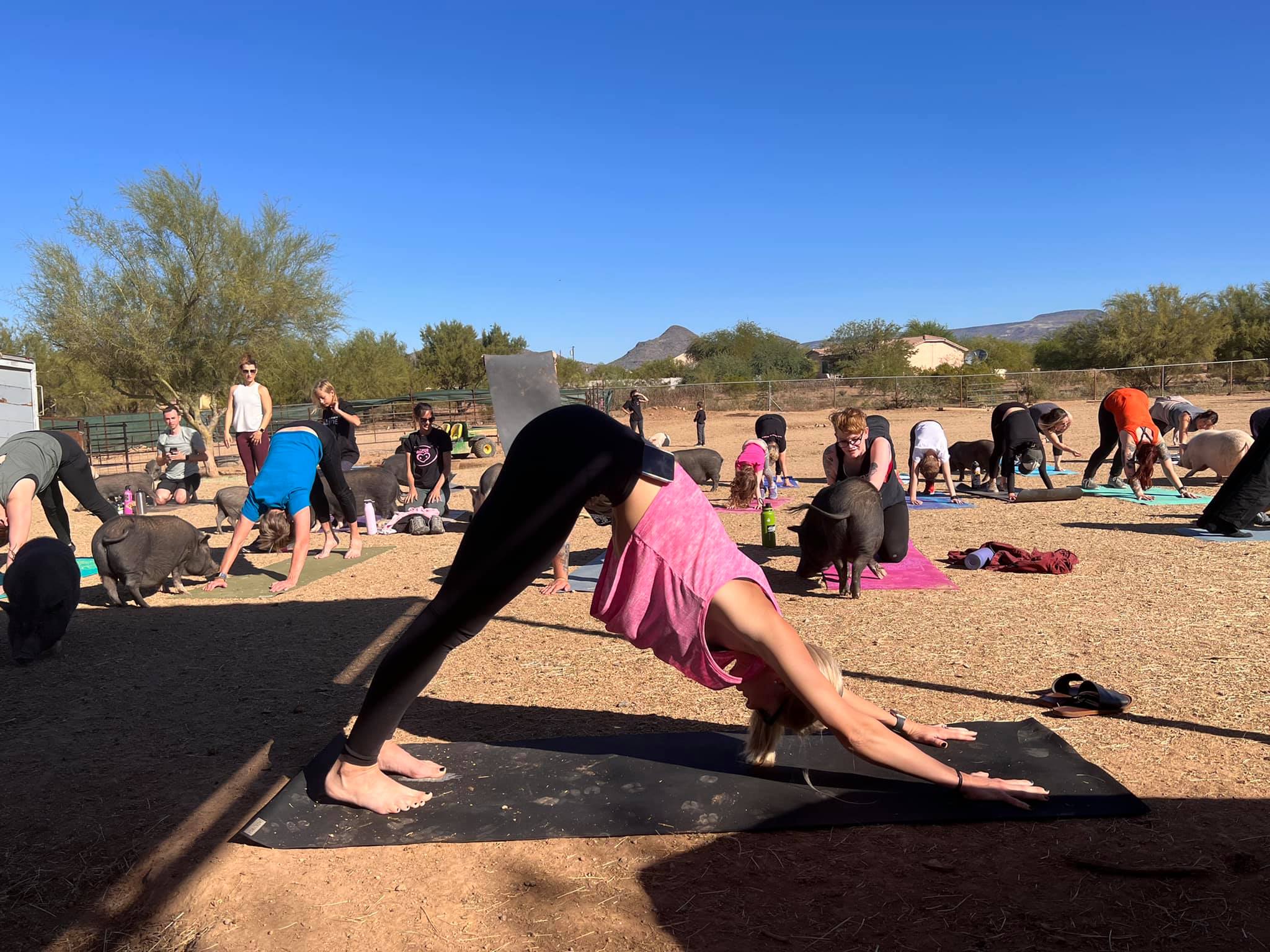 Image for Piggy Yoga