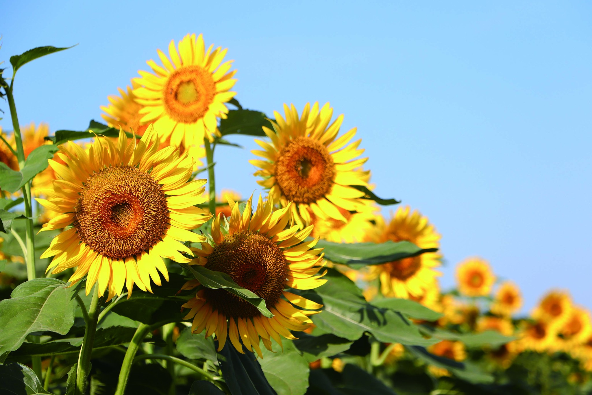 Image for The Wild and Weedy Plants We Need for the Future of Agriculture