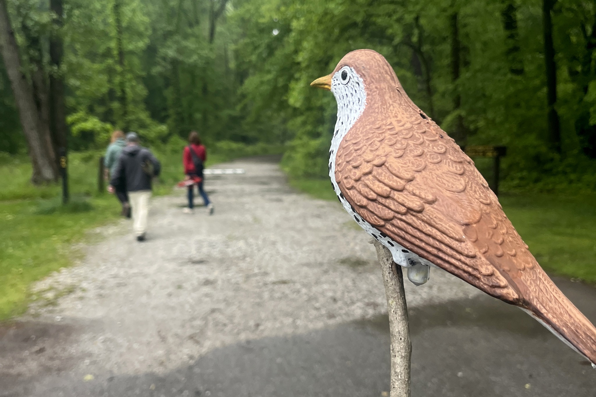 Image for Indiana Birding: Fall Crash Course