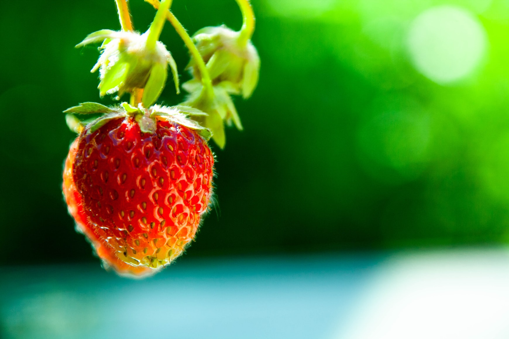 Image for Strawberry Fest