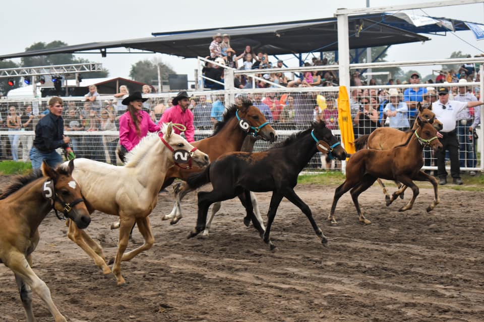 Image for Nebraska's Big Rodeo