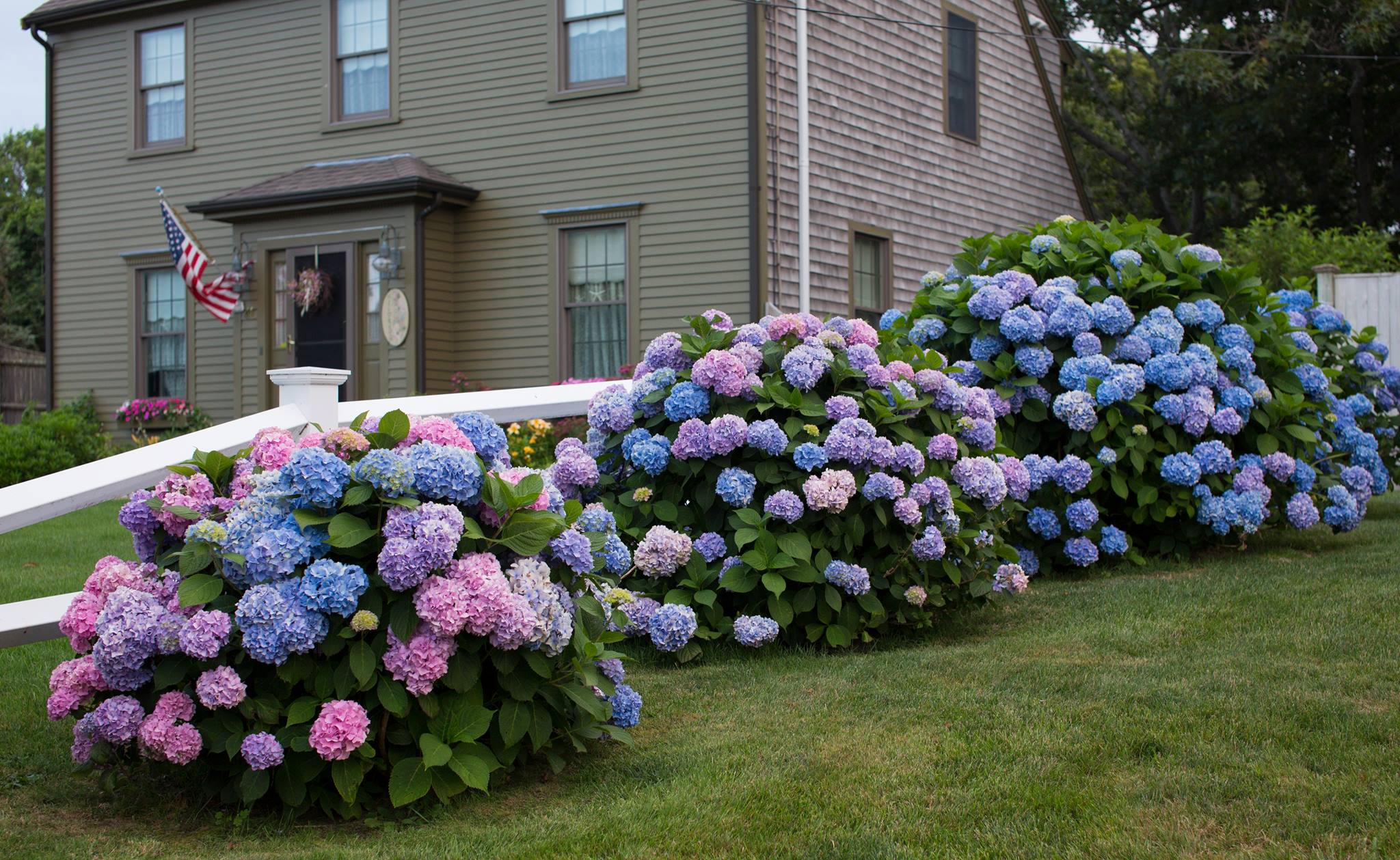 Image for Cape Cod Hydrangea Festival
