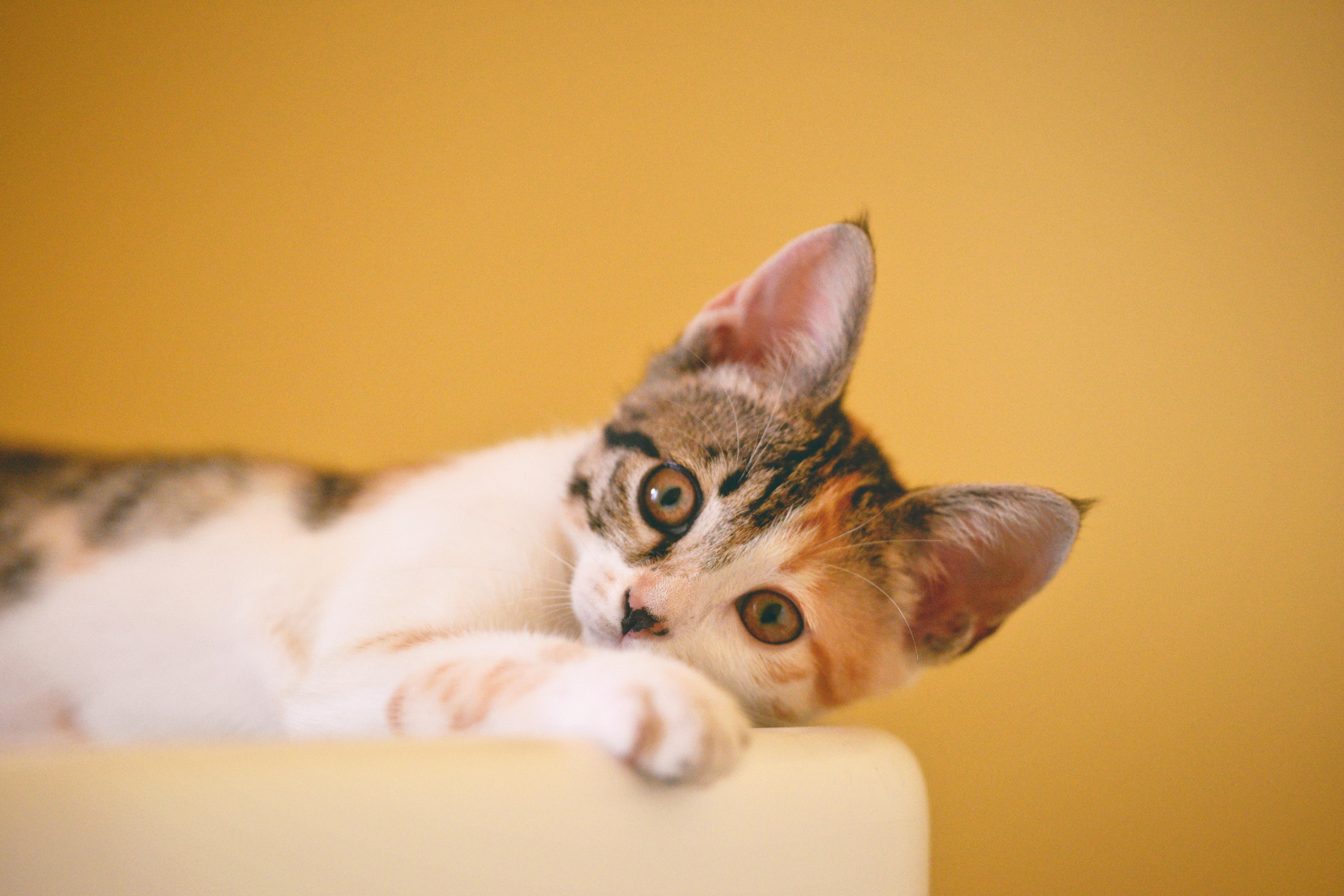 Image for Sammy's Circle Pet Bereavement