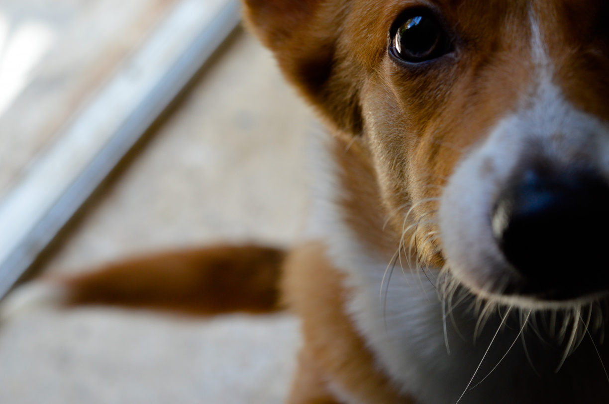 Image for Animal Magnetism