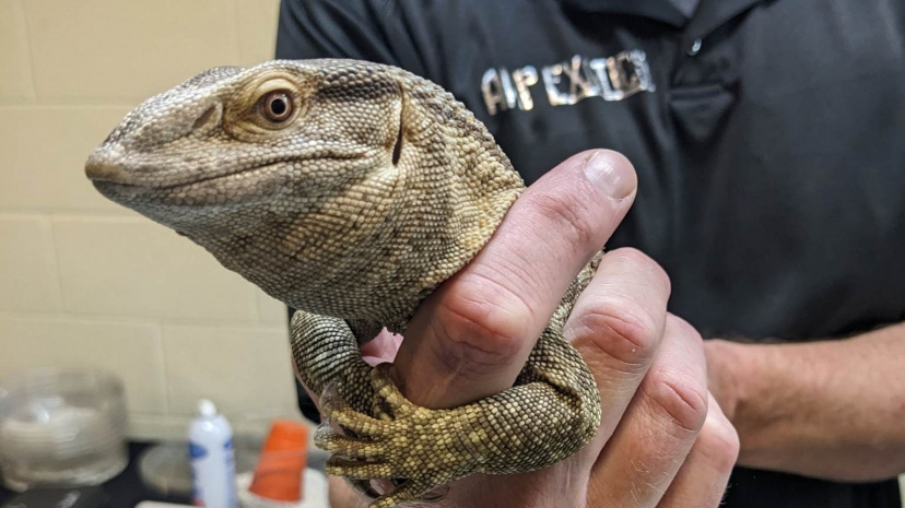 Garry Loss presents your local events: Repticon and more
