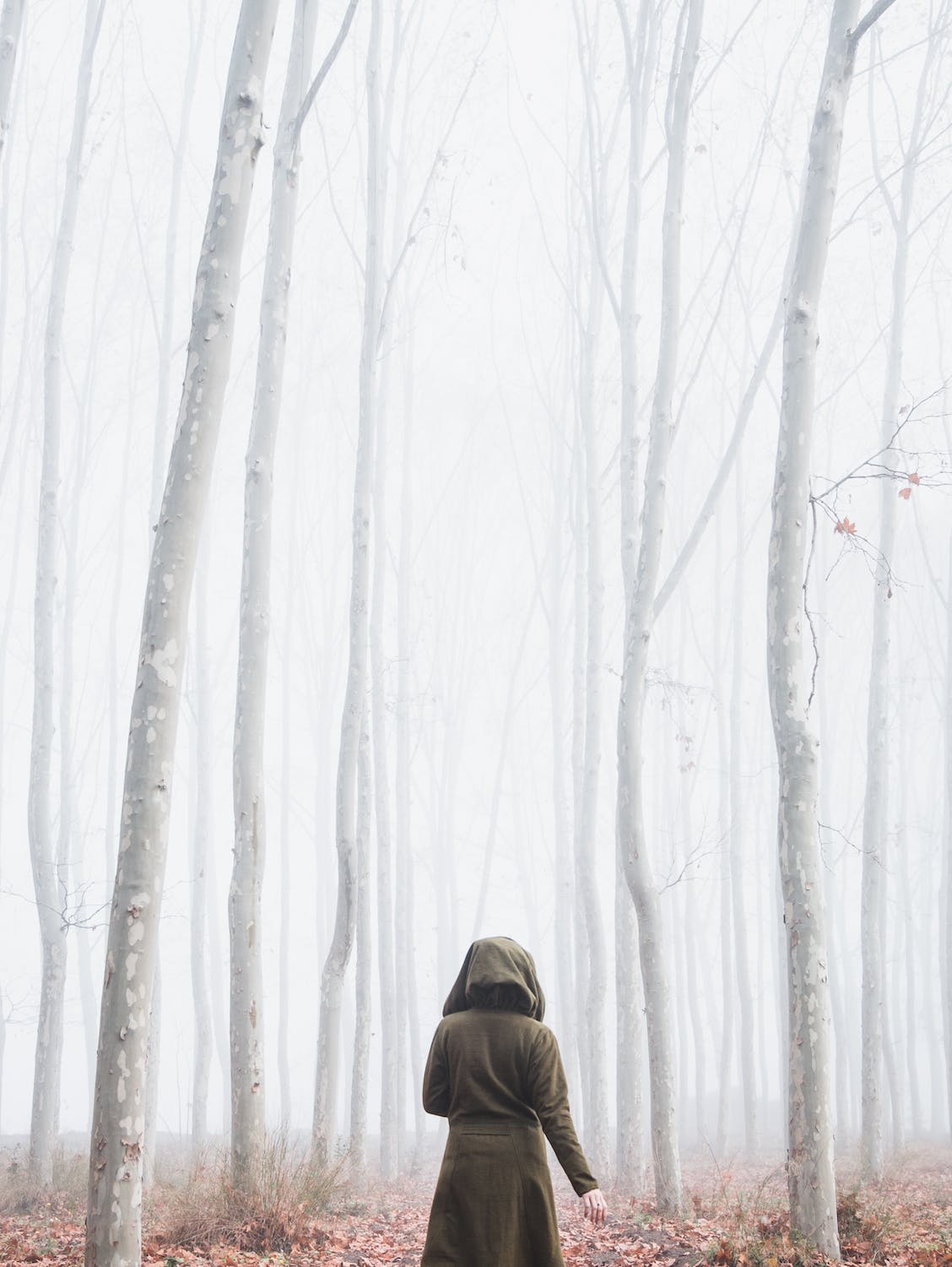 Image for Into The Woods