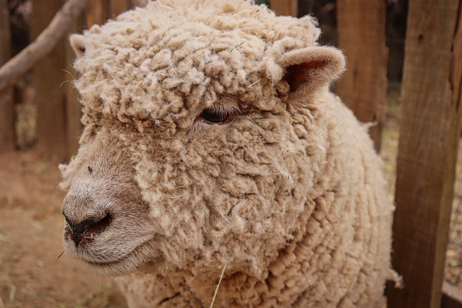 Image for Flock Fiber Festival