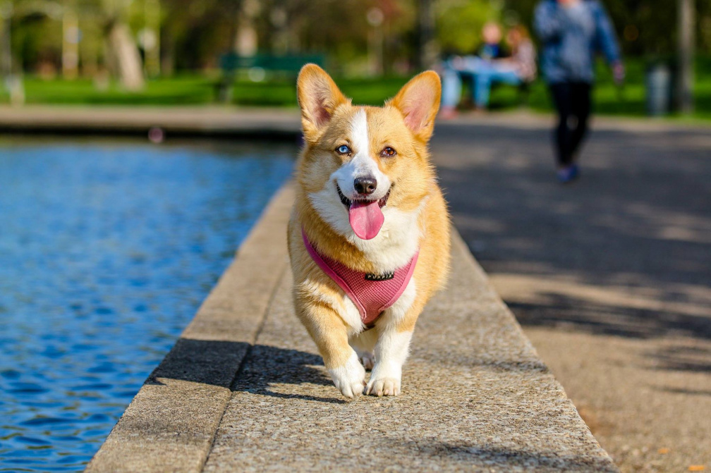 Image for 4th of July Pet Parade and Talent Show