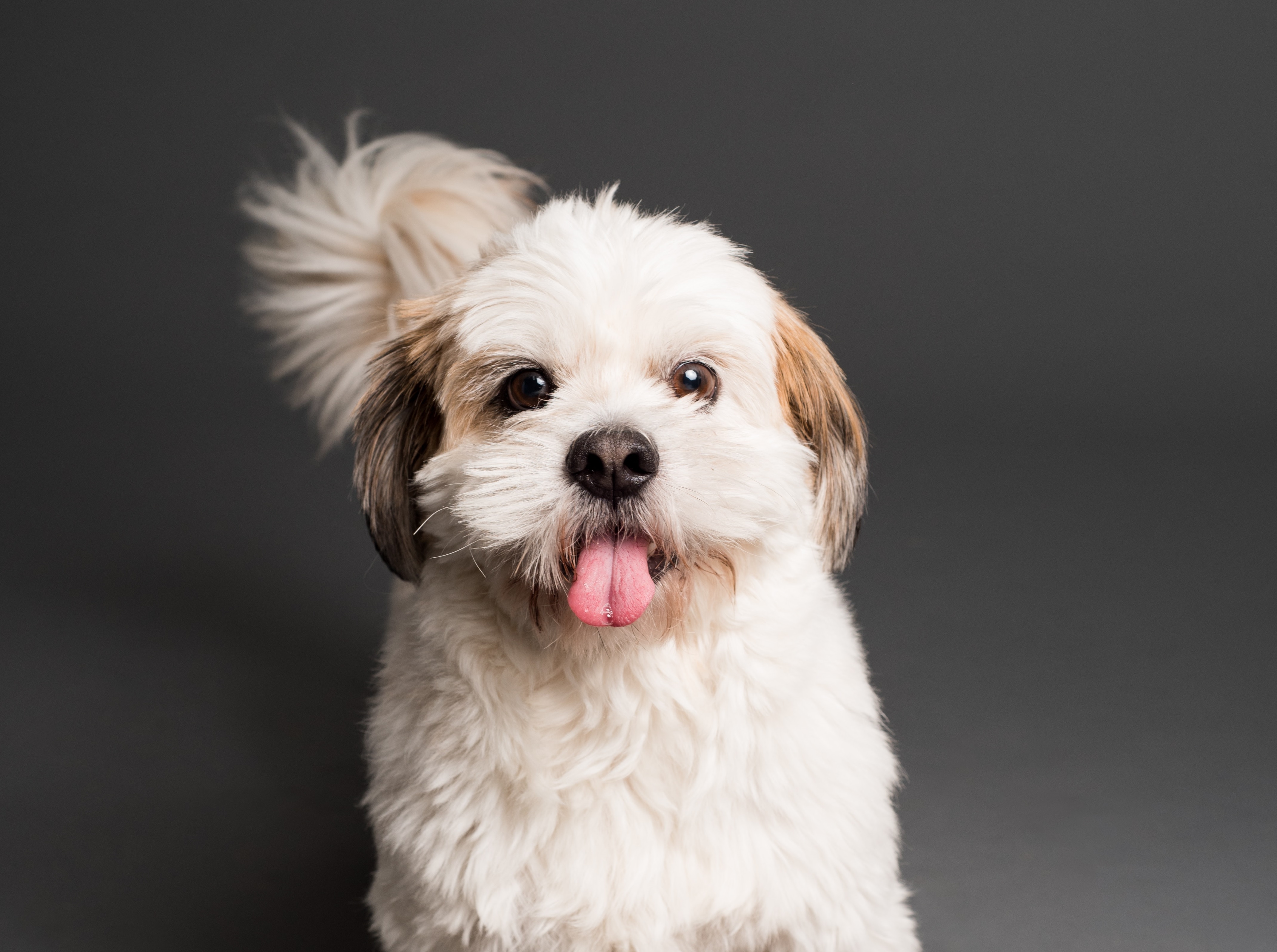 Image for Rescue Fundraiser and Adoption Event