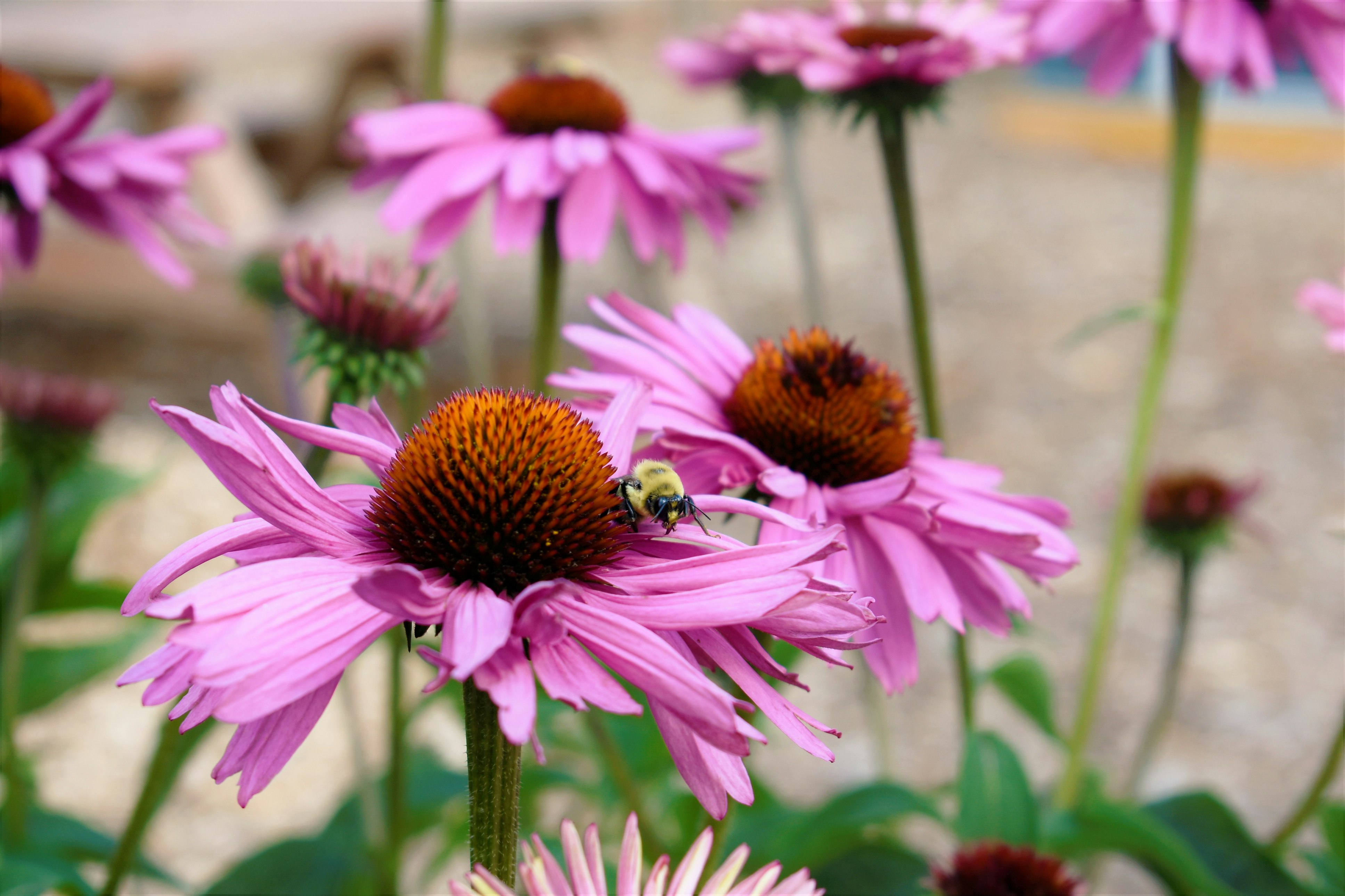 Image for Pollinator Party: Friends and Family Night
