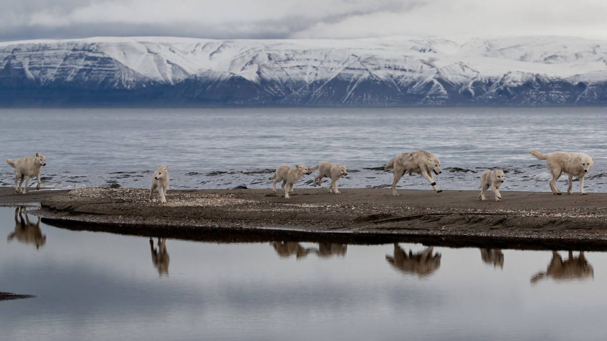 Image for Wolves: Photography by Ronan Donovan